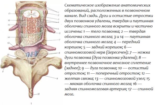 bshematicheskoe izobrazhenie anatomicheskih obrazovaniy raspolozhennyh v pozvonochnom kanale 600x402 1