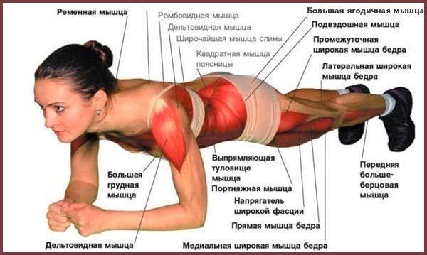 Мышцы, которые участвуют в классической «планке»
