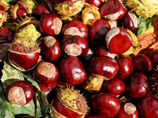 Плоды конского каштана обладают высокими целебными свойствами и широко используются в народной медицине