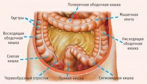 Заболевания толстого и тонкого кишечника